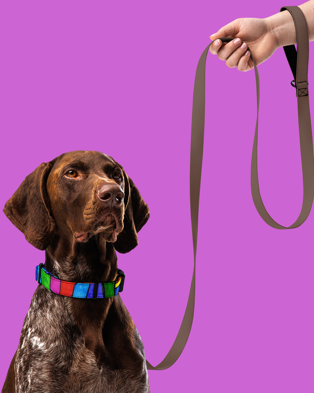 Collar per a mascota de quadres - Imagen 11