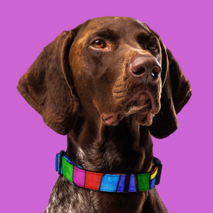 Collar per a mascota de quadres
