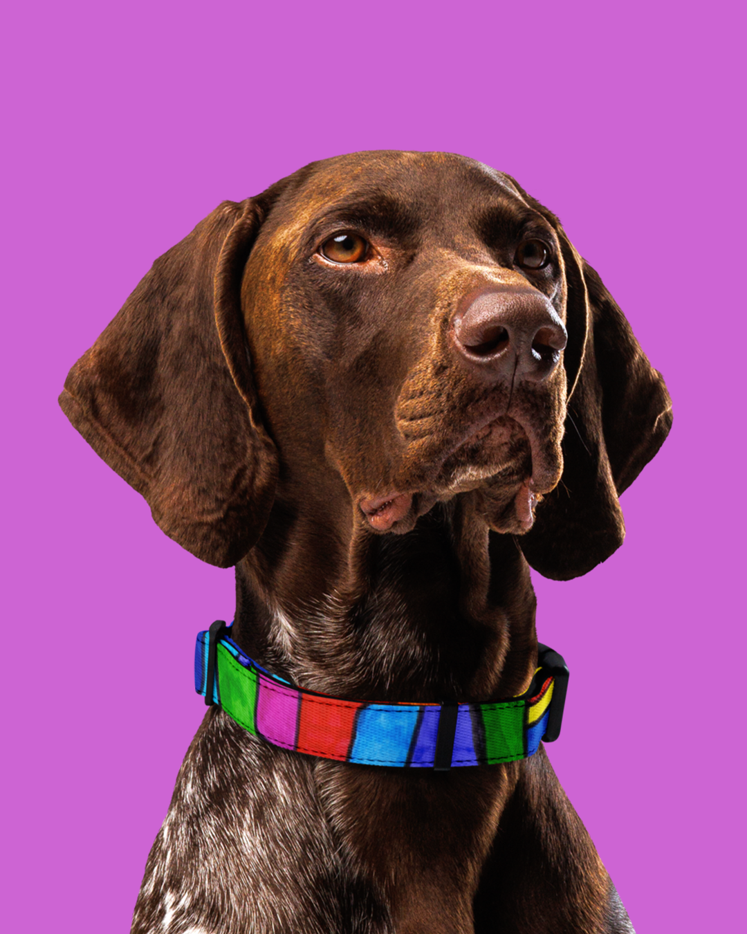 Collar per a mascota de quadres