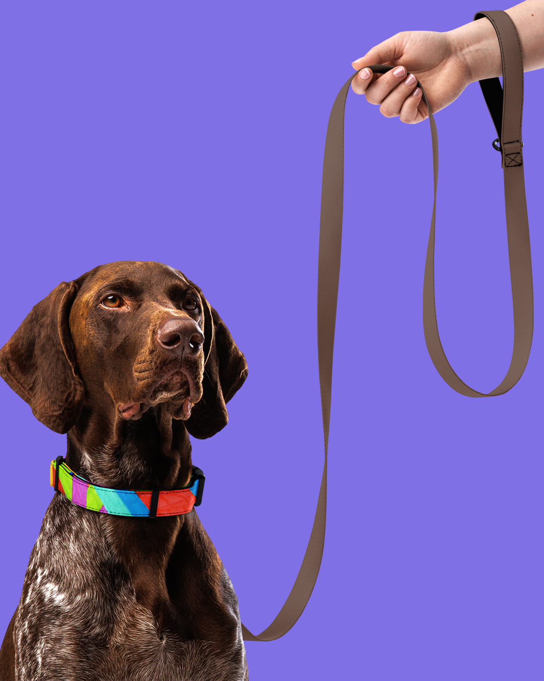 Collar per a mascota de ratlles - Imagen 11