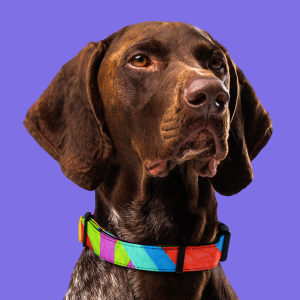 Collar per a mascota de ratlles