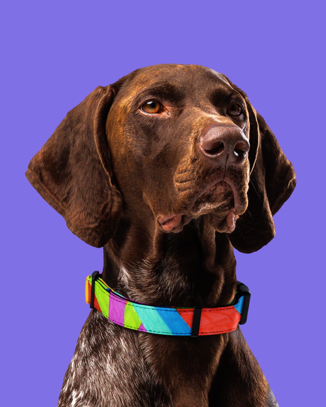 Collar per a mascota de ratlles