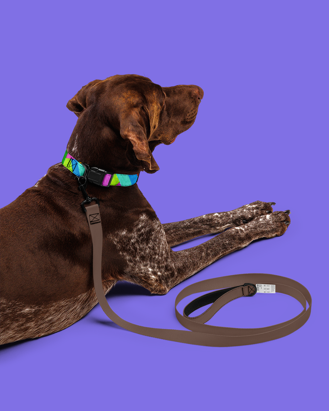 Collar per a mascota de ratlles - Imagen 10