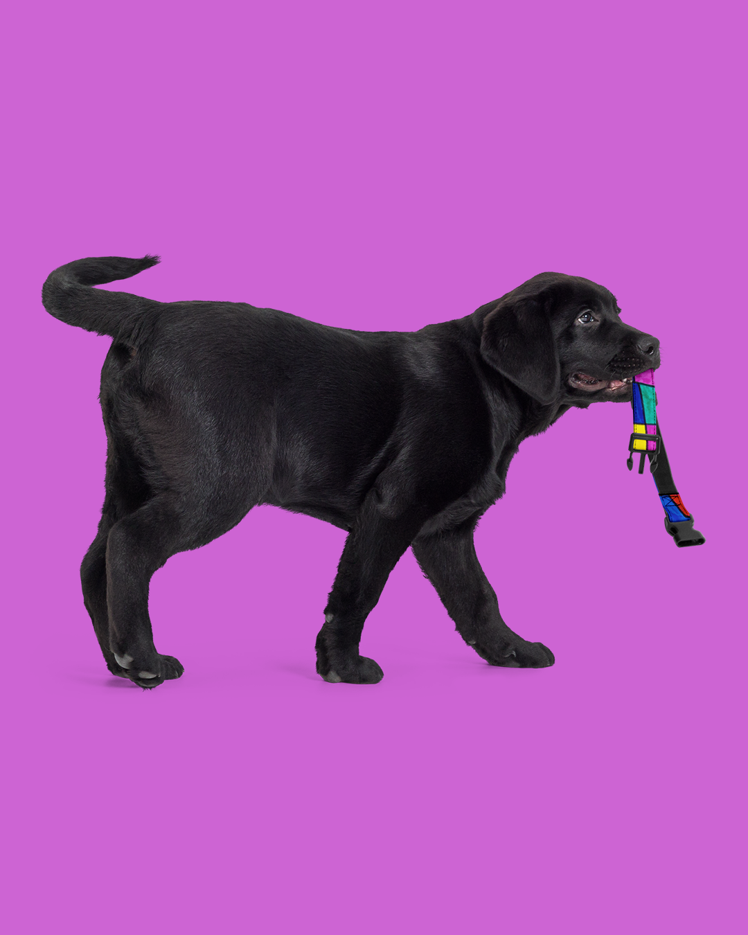 Collar per a mascota de quadres - Imagen 9
