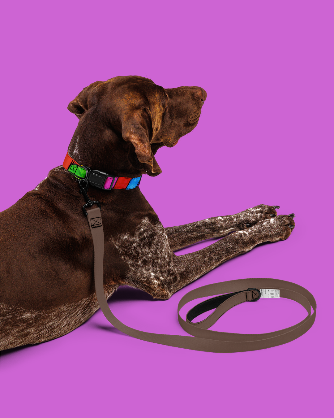 Collar per a mascota de quadres - Imagen 10
